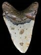 Robust, Megalodon Tooth - North Carolina #59030-2